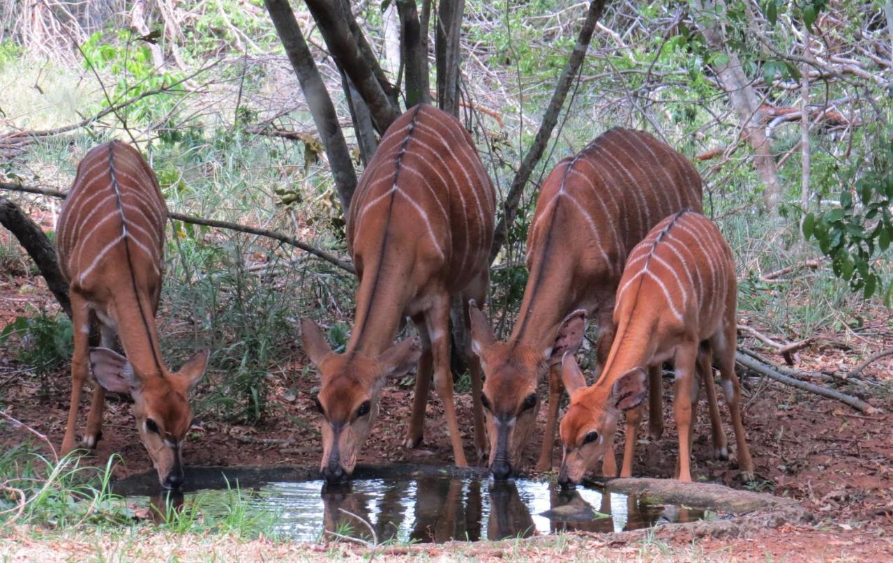 Umkhumbi Lodge Hluhluwe Bagian luar foto
