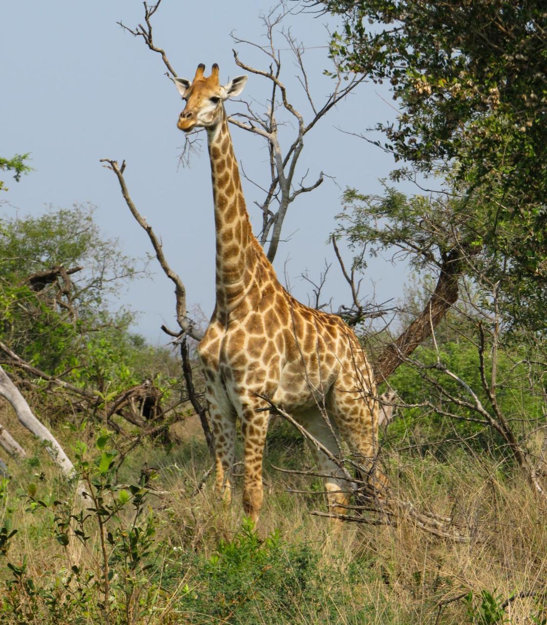 Umkhumbi Lodge Hluhluwe Bagian luar foto